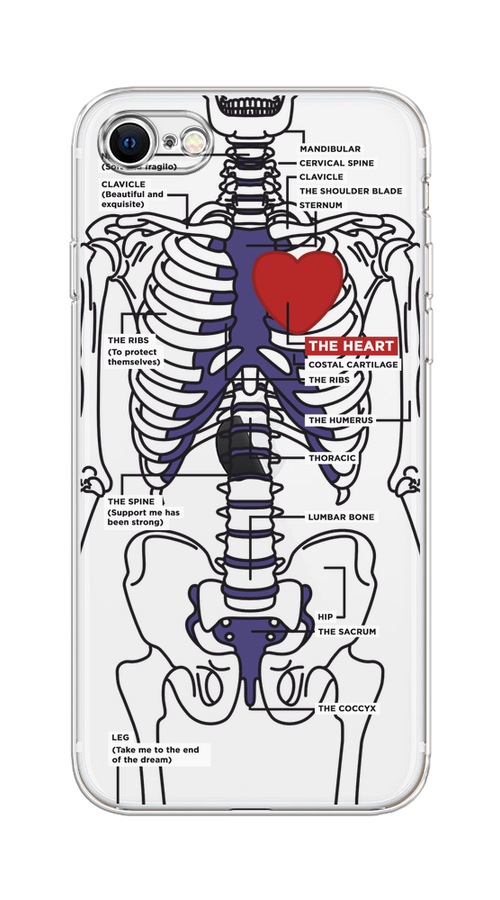 

Чехол на Apple iPhone 7/8/SE 2020/SE 2022 "Скелет человека", Прозрачный;синий;красный, 10650-1