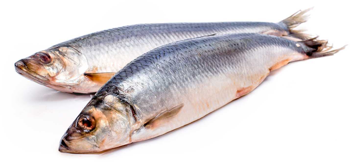 

Сельдь Любимый продукт тихоокеанская соленая неразделанная 1,3 кг