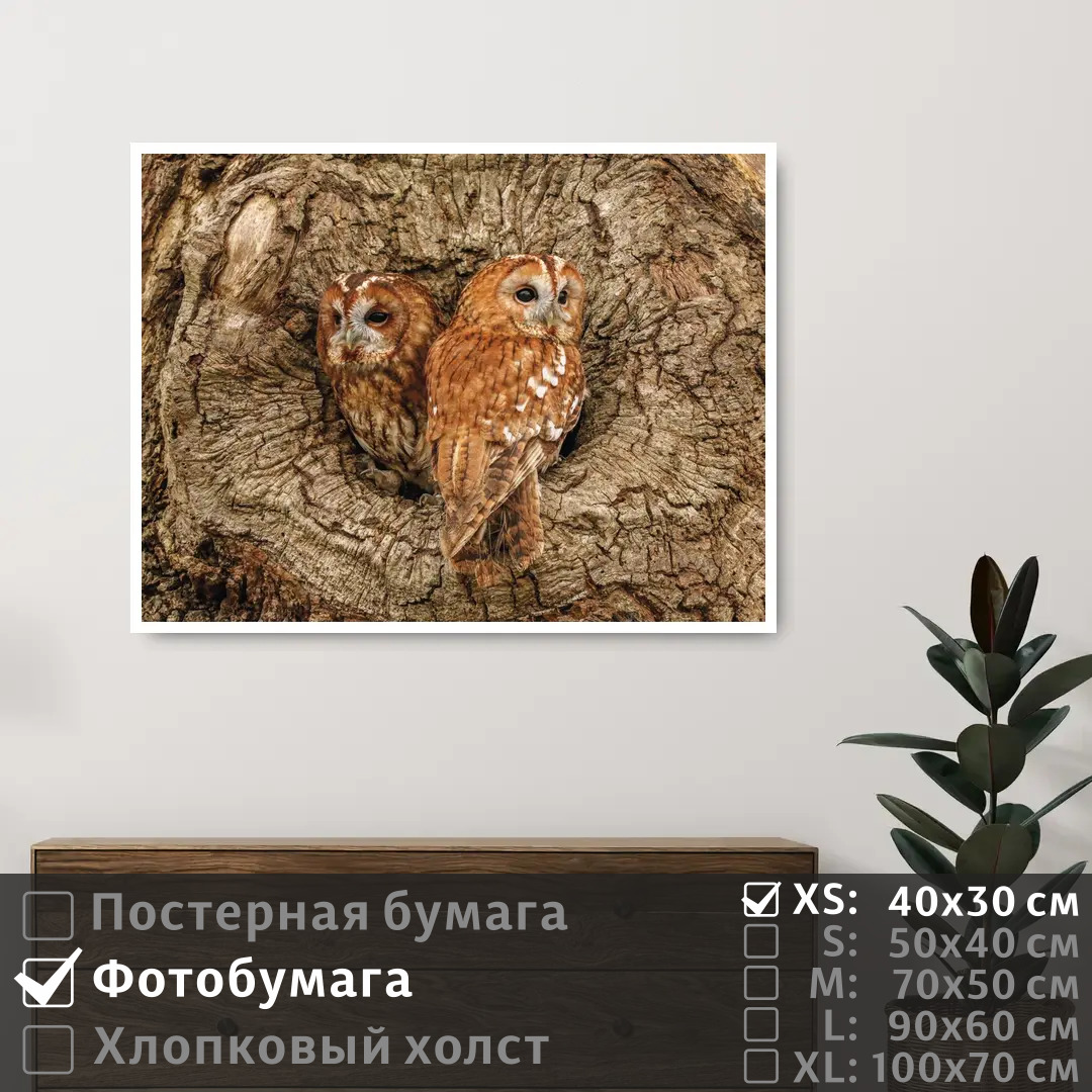 

Постер на фотобумаге ПолиЦентр Две совы в дупле дерева 40х30 см, ДвеСовыВДуплеДерева