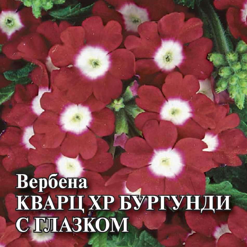 

Семена вербена Кварц XP Бургунди с глазком Гавриш 1071857123-1 1 уп.