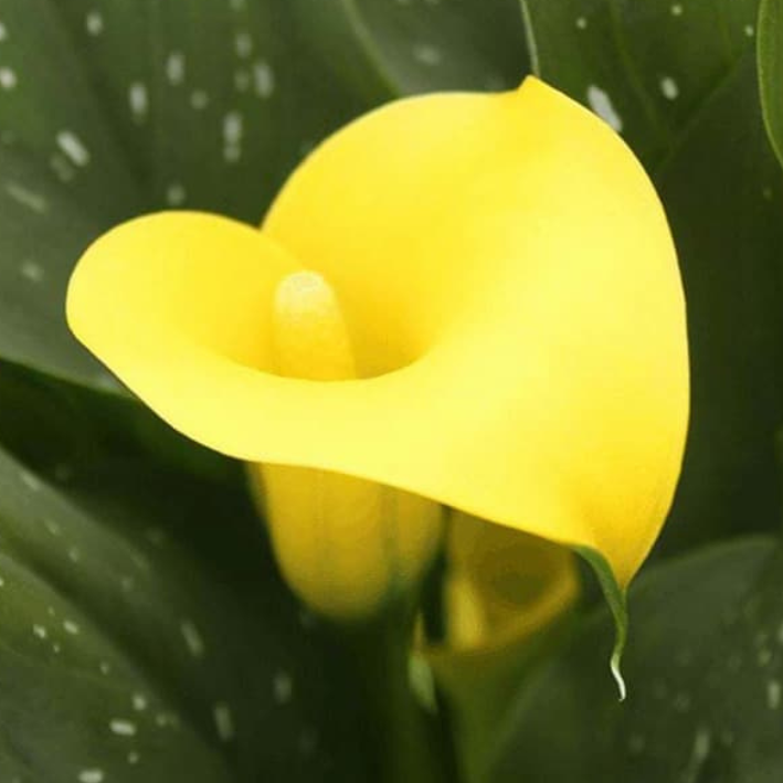 Корень цветов, Калла, Botanica, Юниверсе, 643, 2 шт.