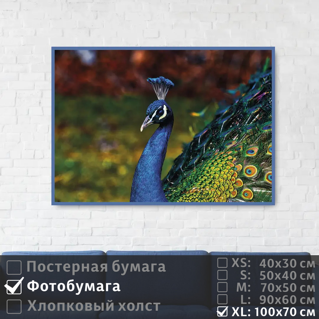 

Постер на фотобумаге ПолиЦентр Голубой павлин с красочным оперением 100х70 см, ГолубойПавлинСКрасочнымОперением1