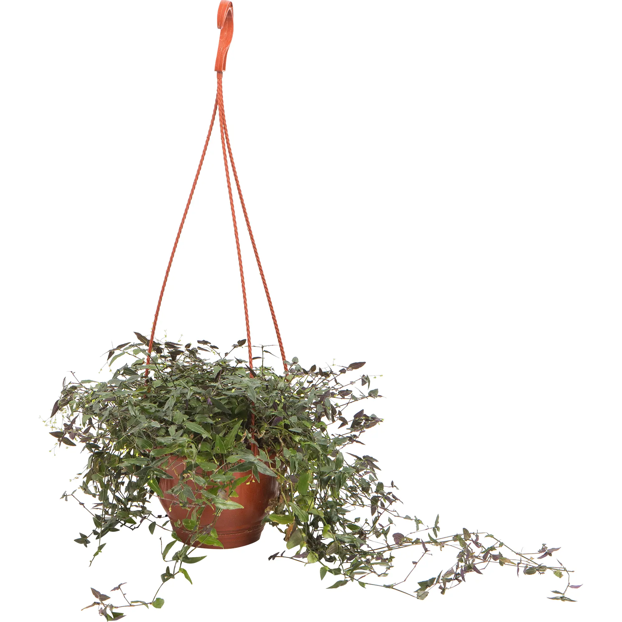 Традесканция d16 см