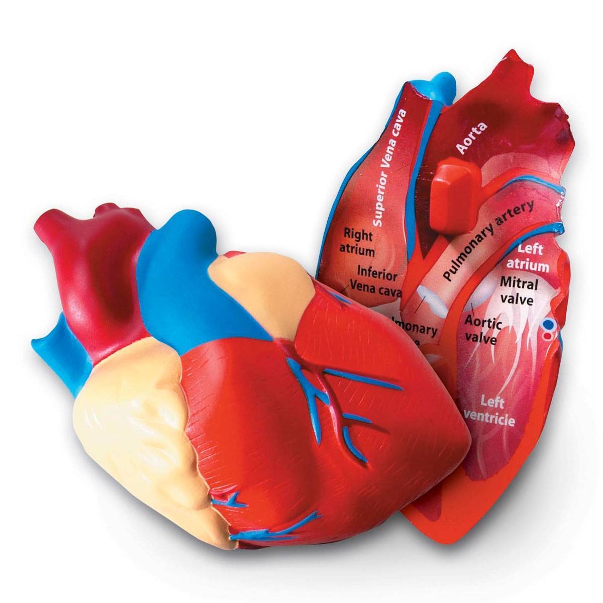 фото Развивающий набор learning resources "сердце человека модель в разрезе" ler1902