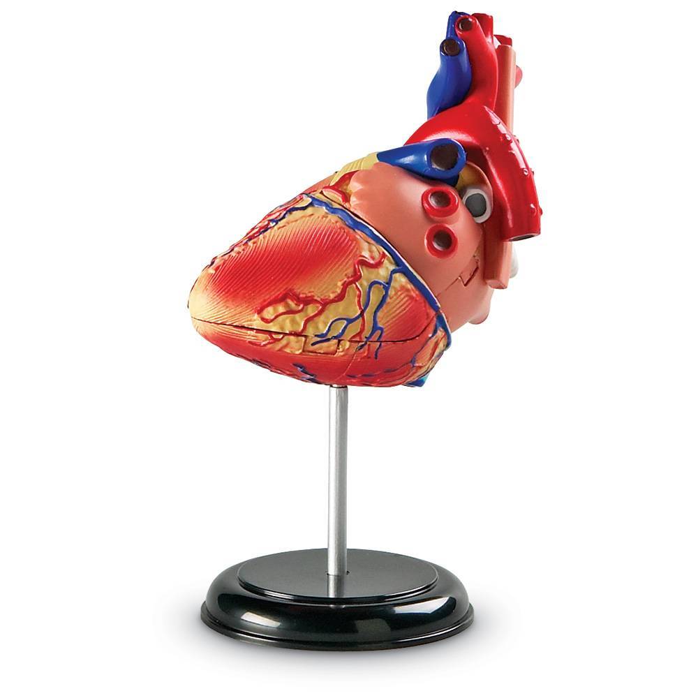 фото Развивающий набор learning resources "анатомия человека. сердце" 29 элементов ler3334