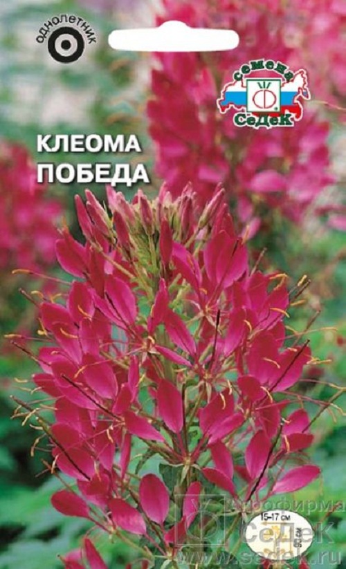 

Семена клеома СеДеК Победа 28753 1 уп.