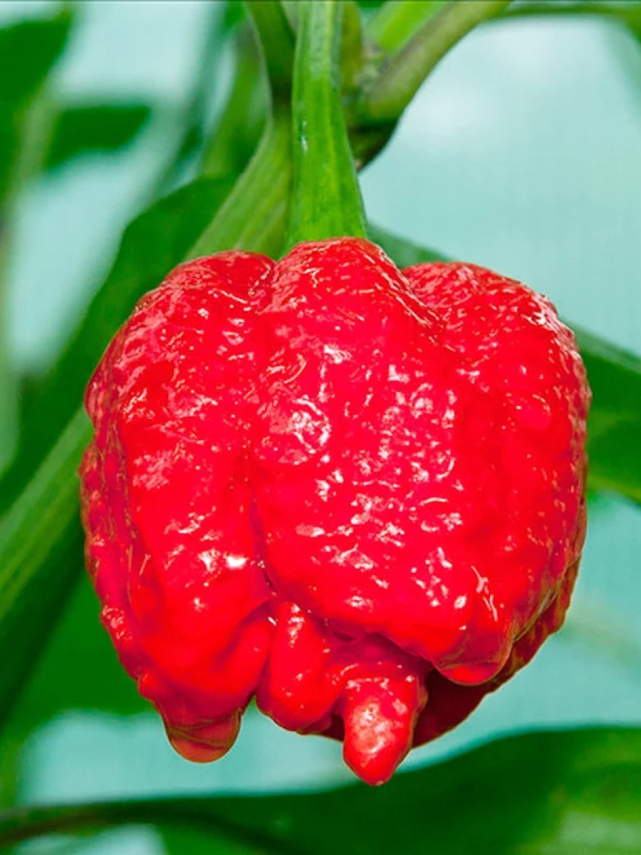 Семена перец острый Trinidad moruga scorpion red Бамбук Shop Per89 1 уп.