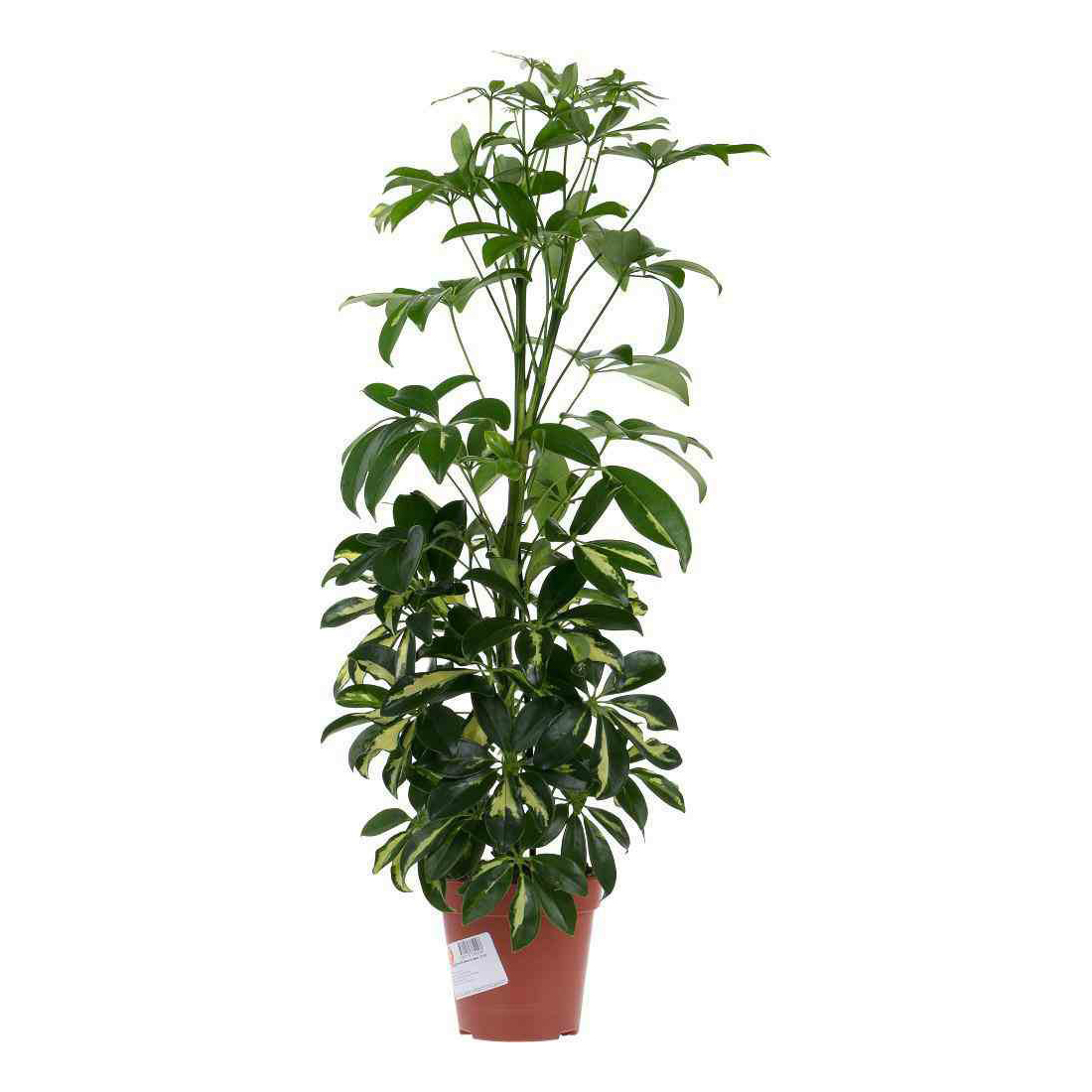 

Шефлера Арборикола диаметр горшка 13 см 30 см