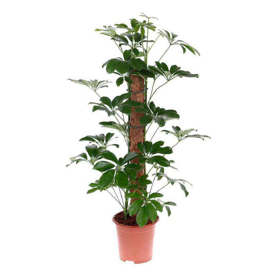 

Шеффлера OZ Planten 17 х 80 см