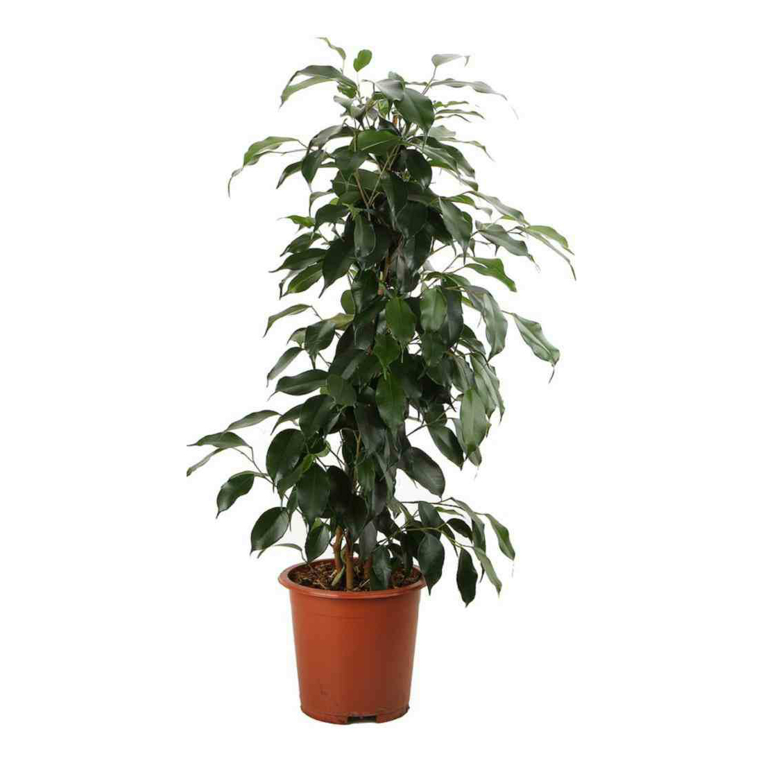 

Фикус Бенджамина OZ Planten Микс 12 х 40 см