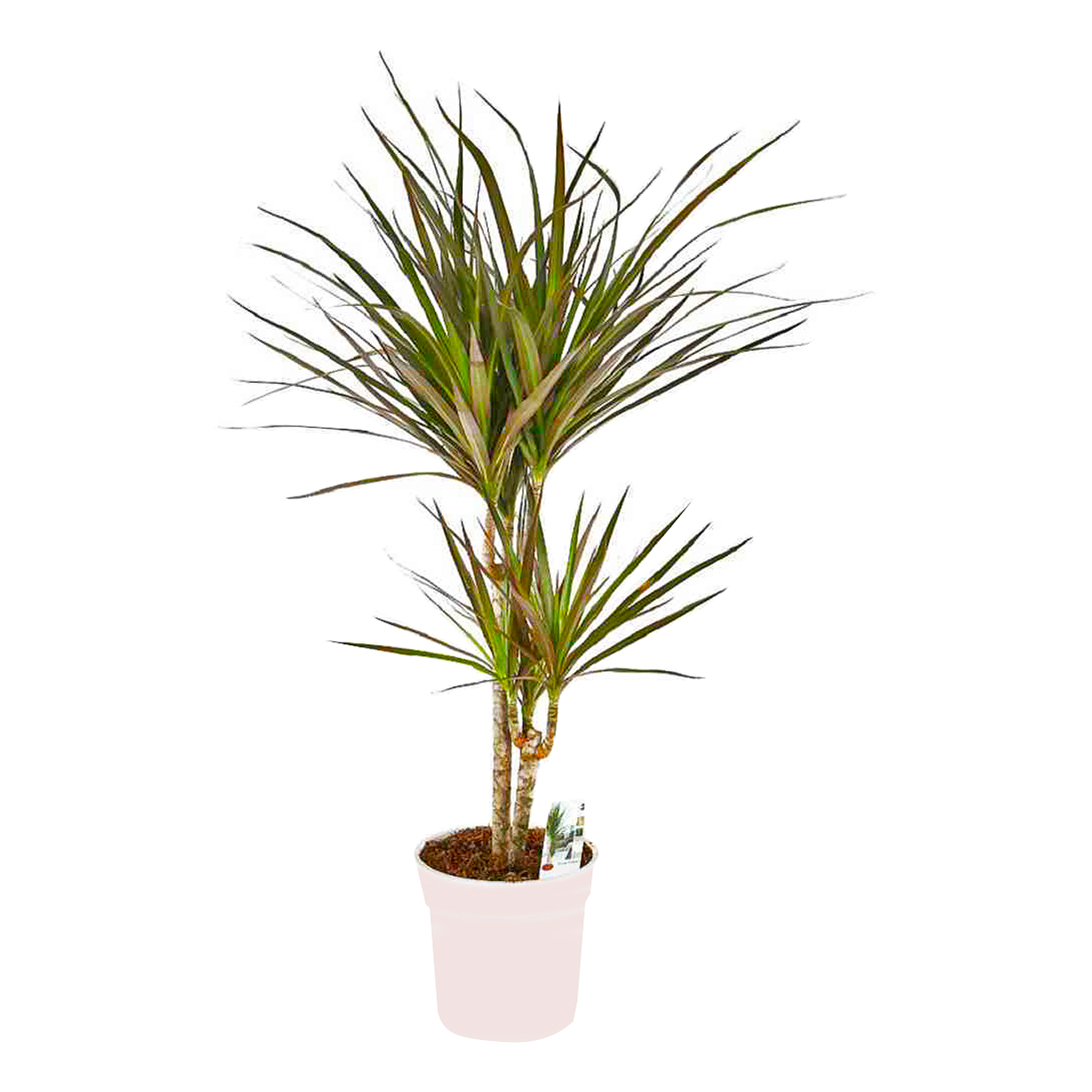 

Драцена Маргината OZ Planten 17 х 70 см