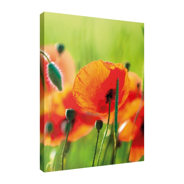 

Постер Divino Art Decor Art-0159, Art-0159 Маки 30х40