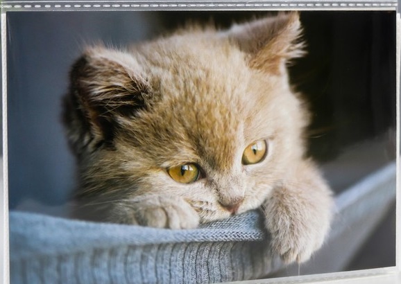 

Фотоальбом на 36 фото, 18 листов "Котейка" 10х15 см, Разноцветный