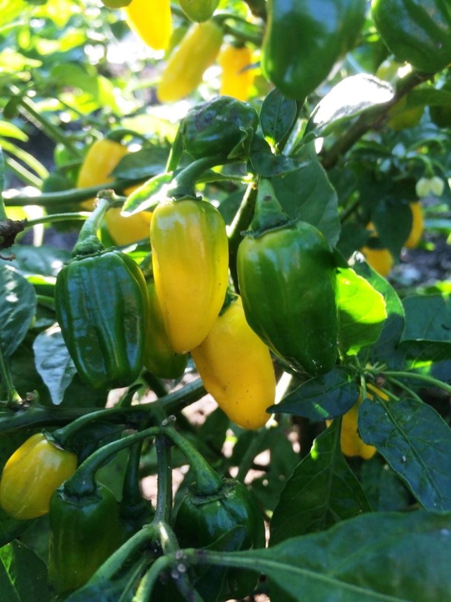 

Семена перец острый Бамбук Shop Habanero Cristina Per176 1 уп., Habanero Cristina
