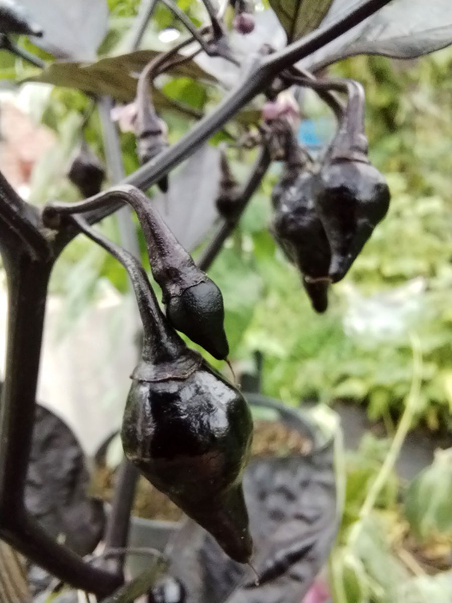 Семена Острый перец Biquinho black, Бамбук Shop 5 семян