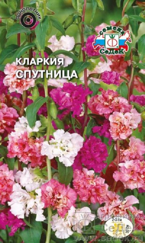 

Семена кларкия СеДеК Спутница 28751 1 уп.