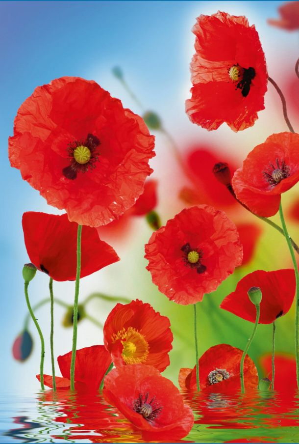Фотообои бумажные Красные маки 134*196