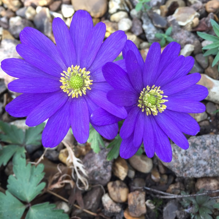 

Луковицы анемона Blue Shades Chipollino-flowers 10 шт.