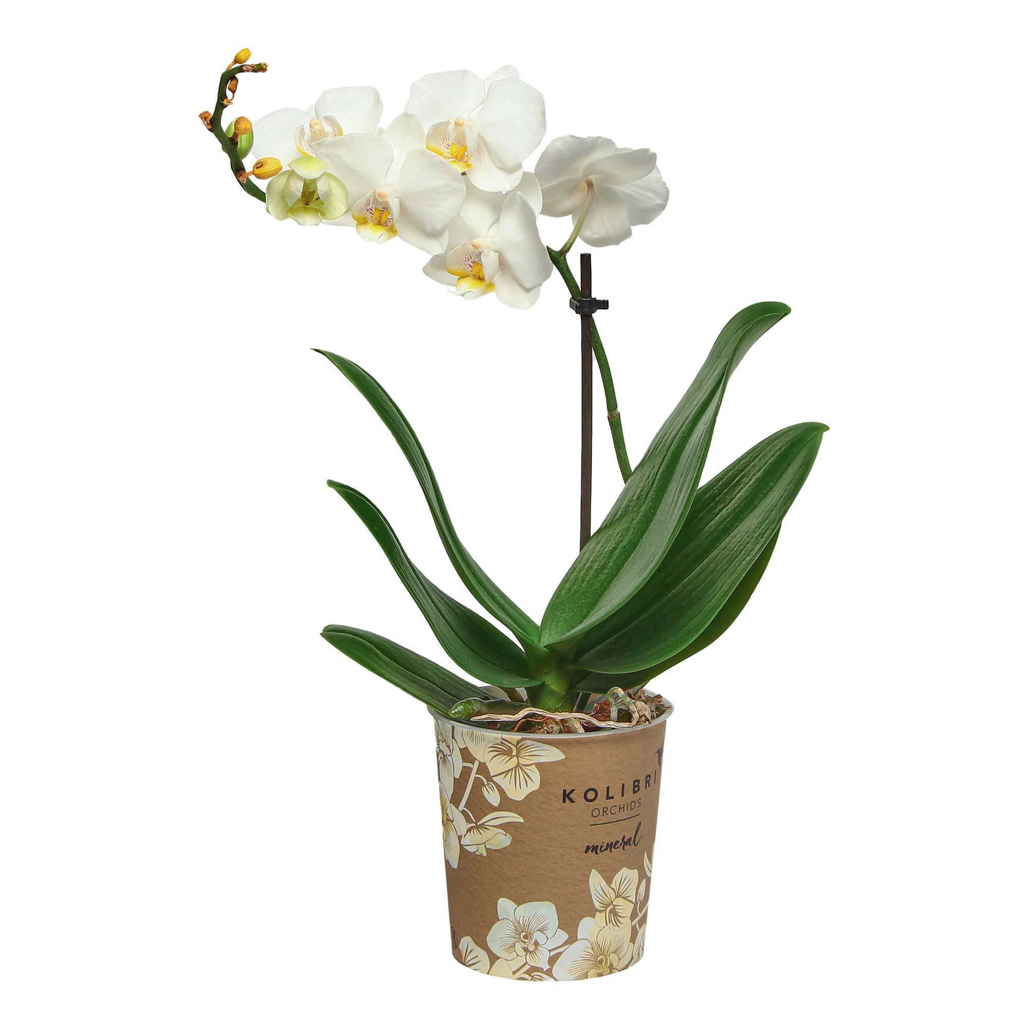 

Фаленопсис Orangery Kolibri mix h 40 см d 9 см в ассортименте