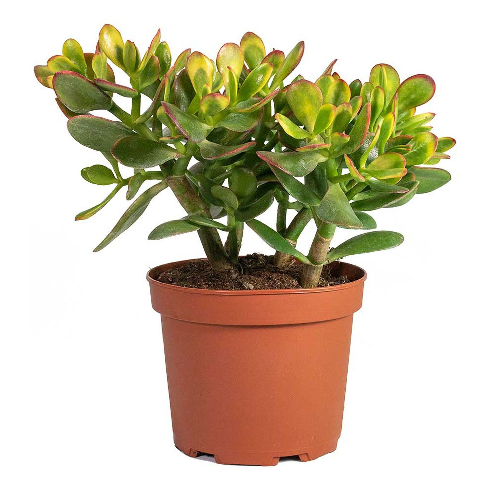 

Крассула Orangery crassula ovata h20 см d11 см