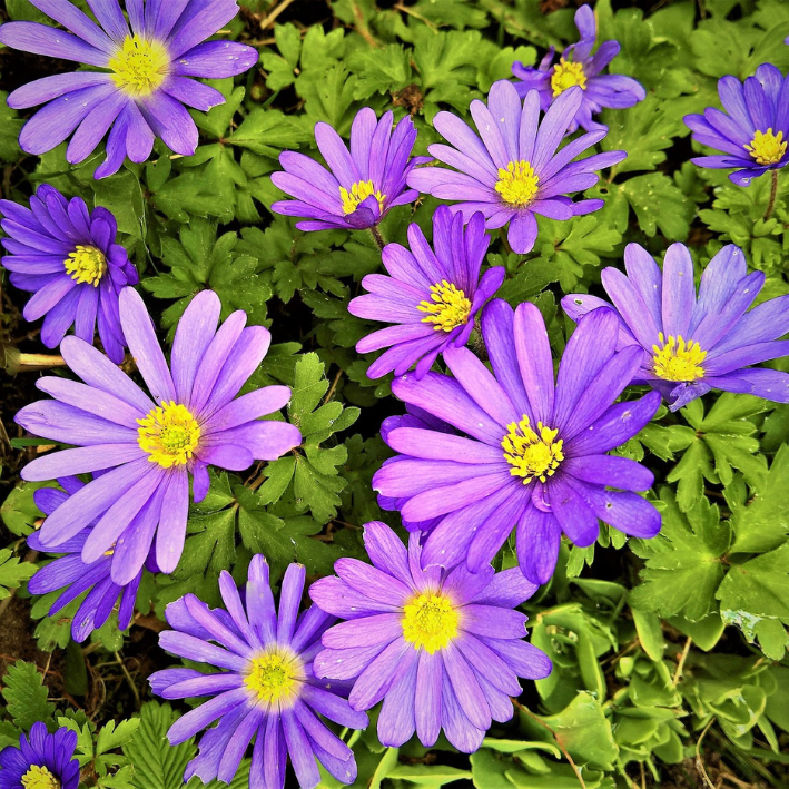 Луковицы цветов, Анемоны, Chipollino flowers,Бланда Violet star,3,10 шт.