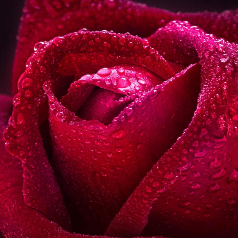 Фотообои бумажные Бархатная роза 98*134 фотообои бумажные vostorg цветочный мотив 294 201