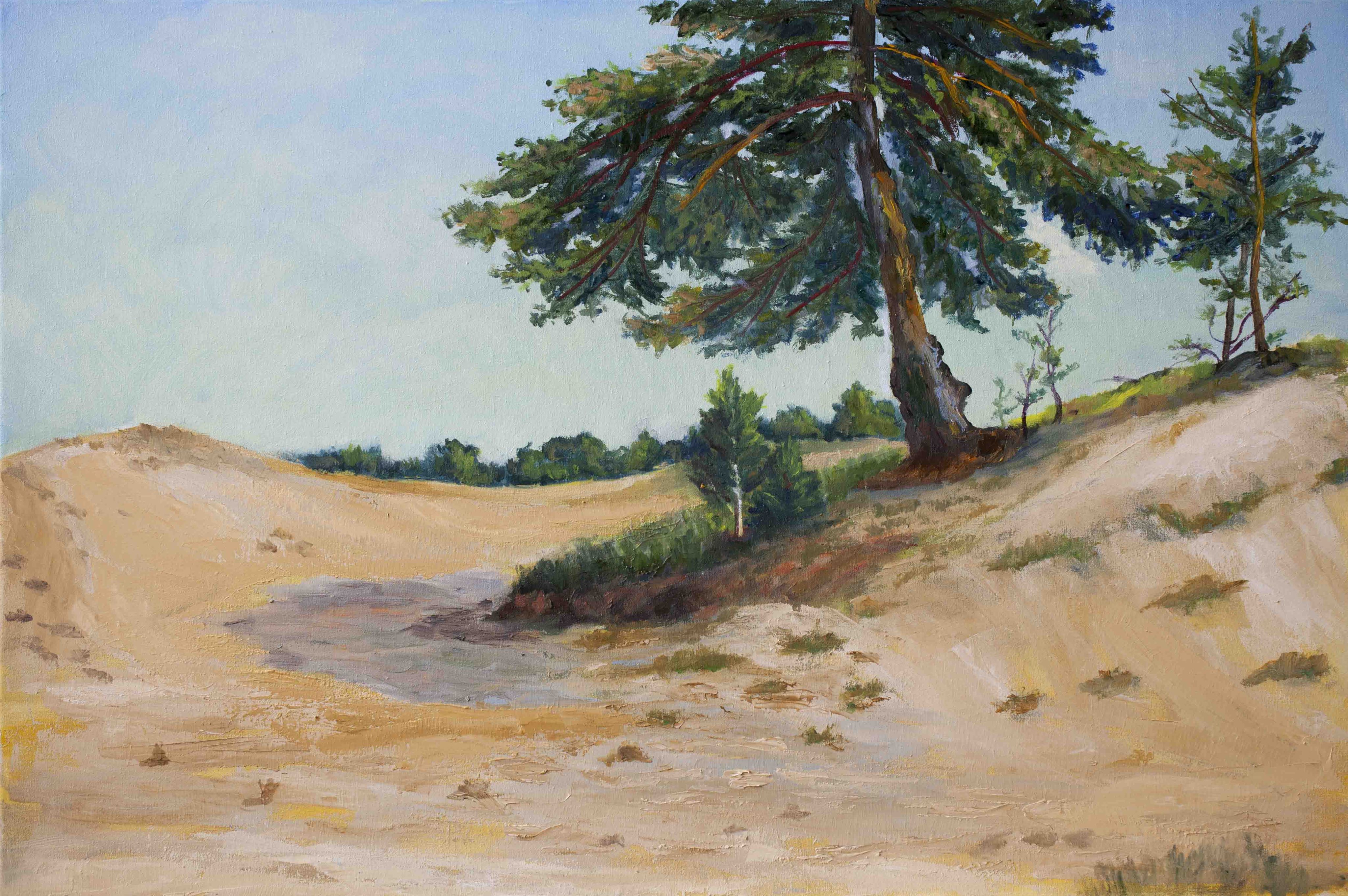 

Картина маслом "Сосна на песке" 40x60