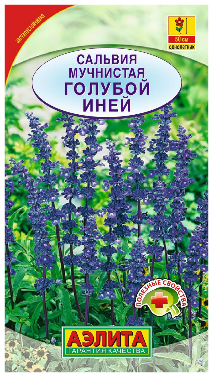 

Семена. Сальвия "Голубой иней", однолетник