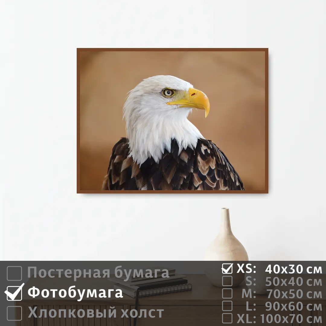 

Постер на фотобумаге ПолиЦентр Белоголовый орел 40х30 см, БелоголовыйОрел