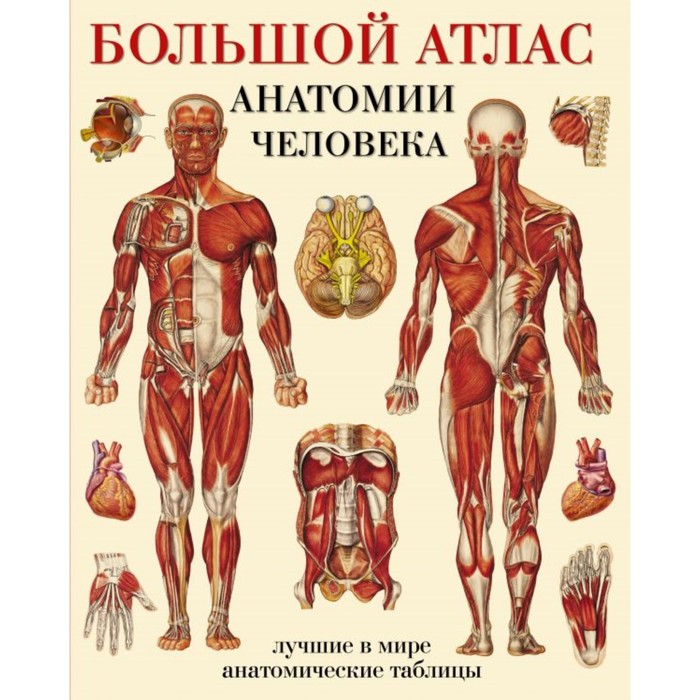 

Книга Большой атлас анатомии человека. Махиянова Е. Б., Атлас анатомии человека в таблицах