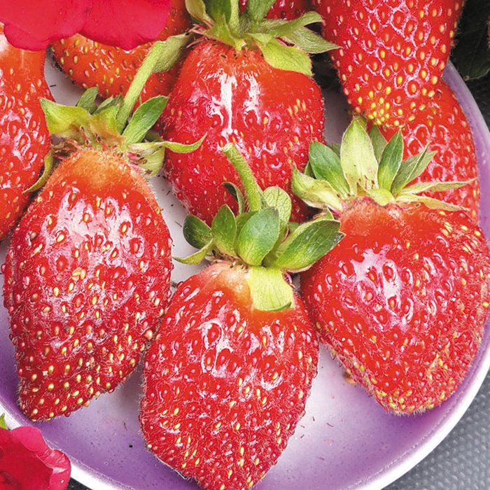 

Земляника F1 Рубиновый восторг