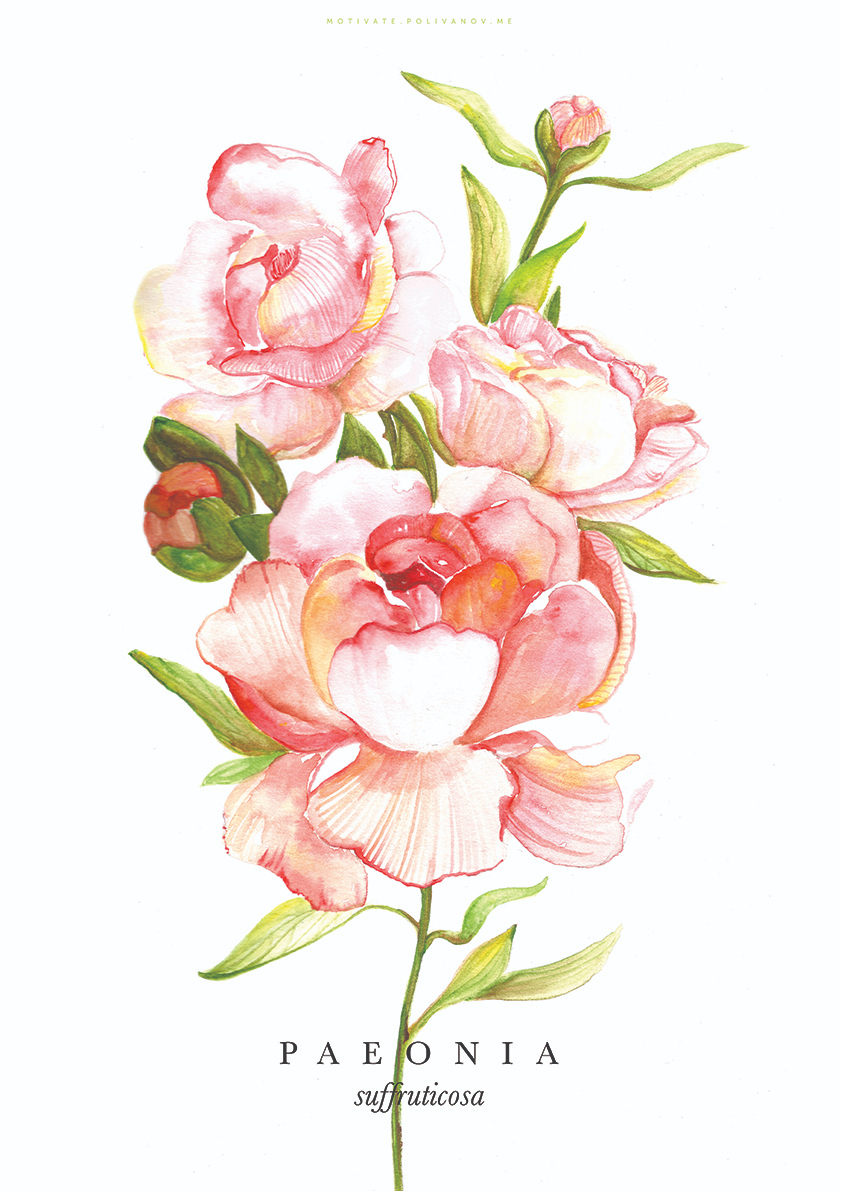 

Большой постер на стену Paeonia 60х90 см без рамы, MMPAEONIA