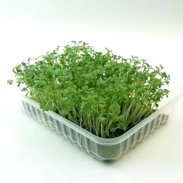 Морковь семена для проращивания микрозелени, 100г 3 штуки