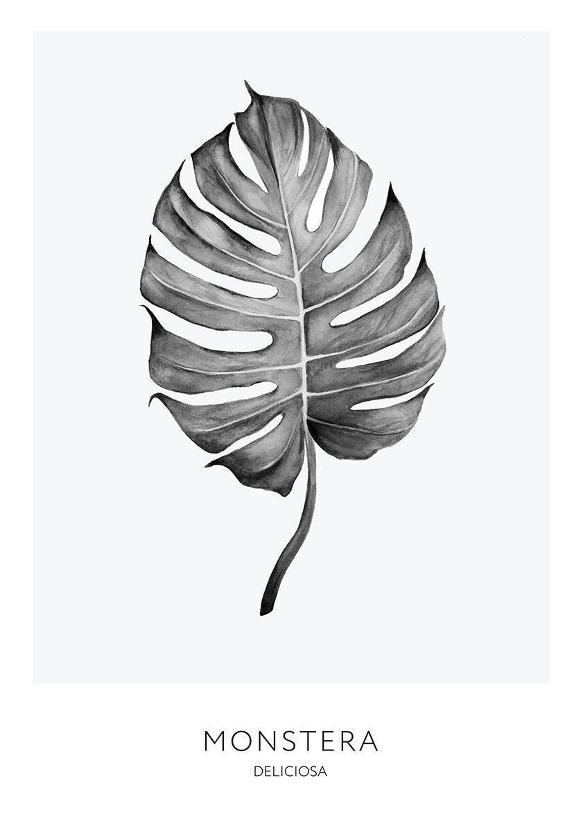 

Большой постер на стену Monstera b&w 60х90 см без рамы, SCANDIMONSTERABW
