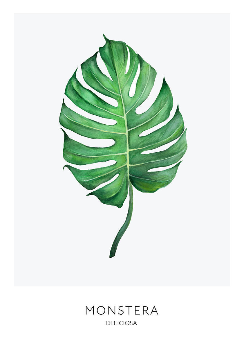 

Большой постер на стену Monstera 40х50 см без рамы, SCANDIMONSTERA