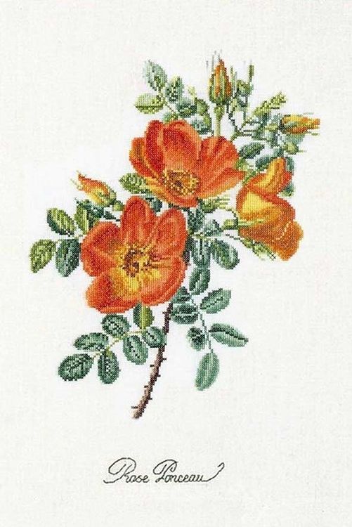 фото Набор для вышивания thea gouverneur «чайная роза», 2028а