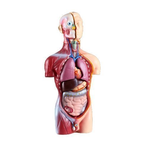 Анатомический макет Эврики Торс человека 42 см