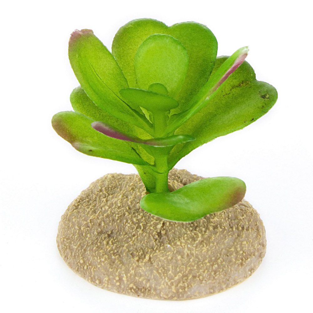 Растение для террариума TERRA DELLA Суккулент, зелёное, 7x7x6см