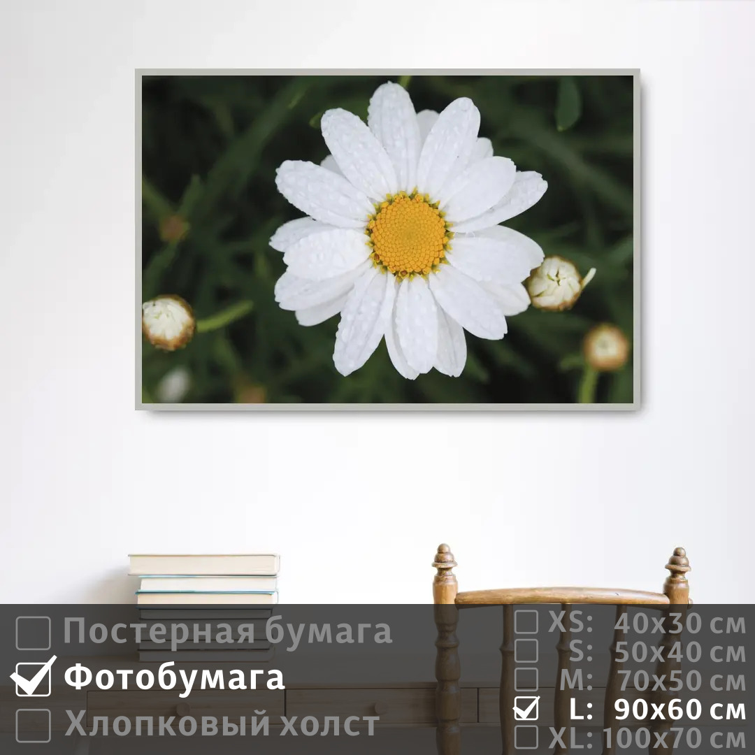 

Постер на фотобумаге ПолиЦентр Ромашка с каплями росы 90х60 см, РомашкаСКаплямиРосы