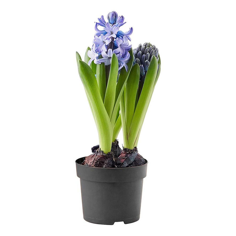 

Гиацинт Hyacinthus mix h15 см d12 см