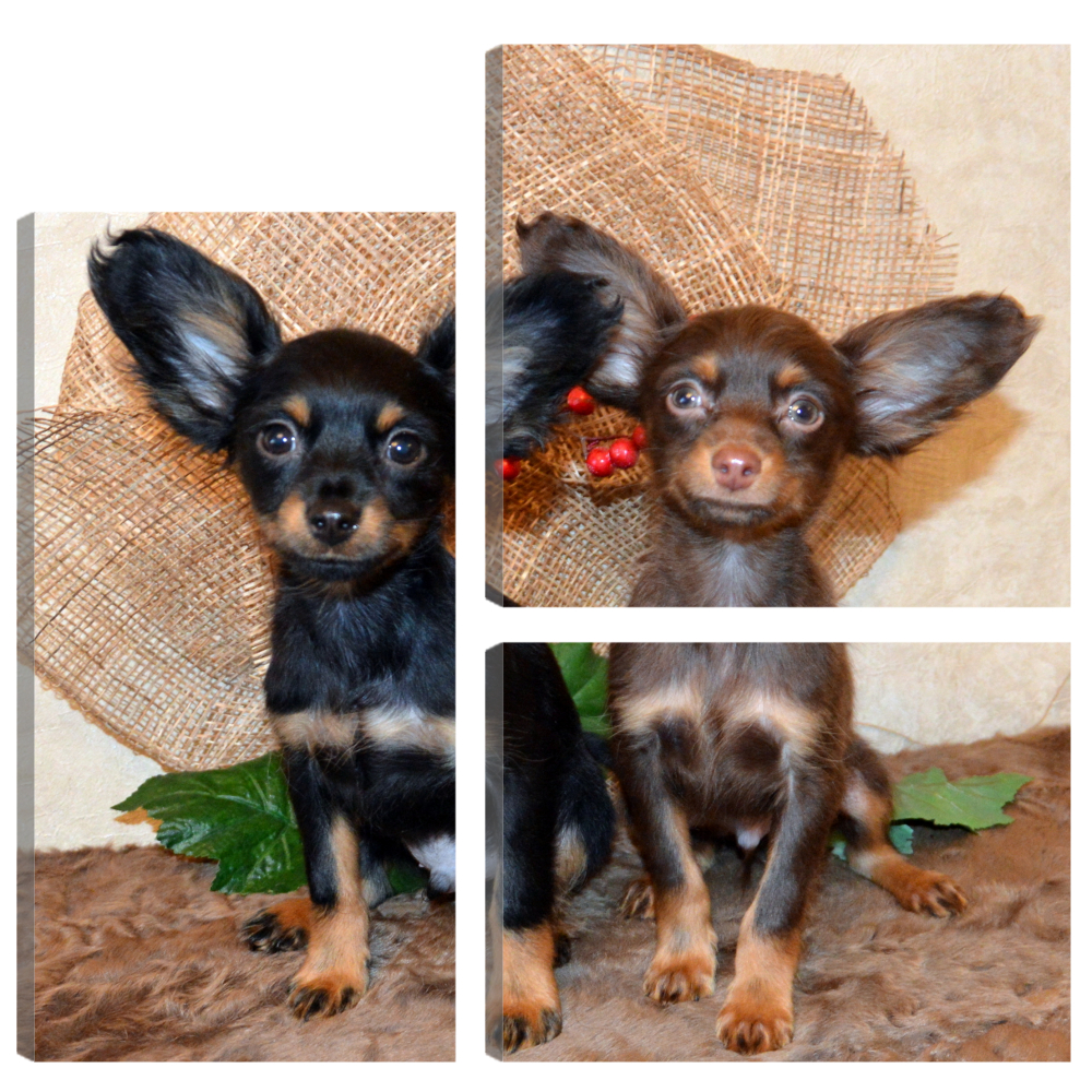 

Большая модульная картина Собаки. Русский той. В спальню, гостиную, зал. PR-1338 (93x93см)