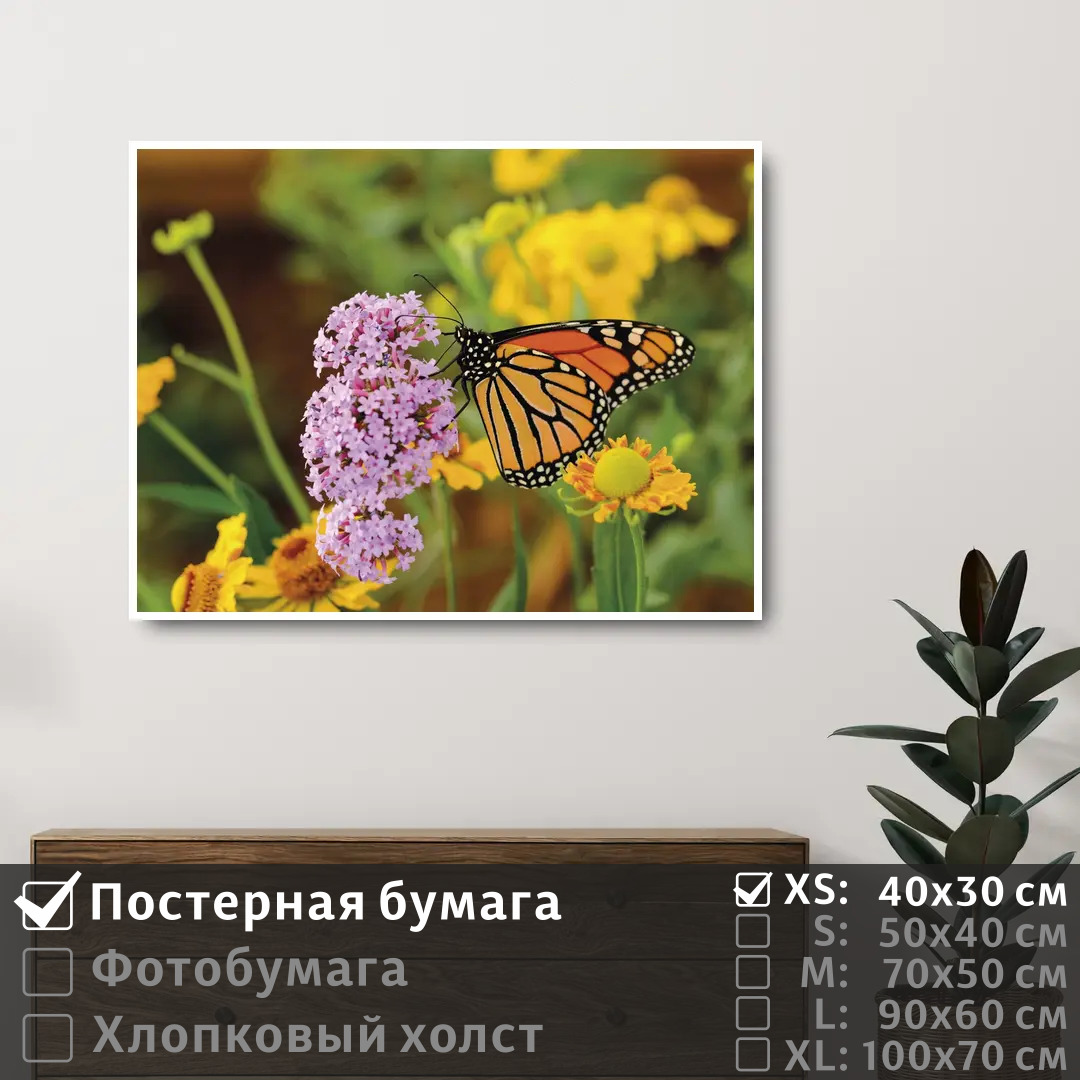 

Постер на стену ПолиЦентр Бабочка на полевых сиреневых цветах 40х30 см, БабочкаНаПолевыхСиреневыхЦветах