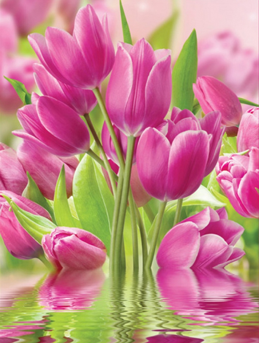 Фотообои Тула бумажные глянцевые Розовые тюльпаны 196/260см 8 листов
