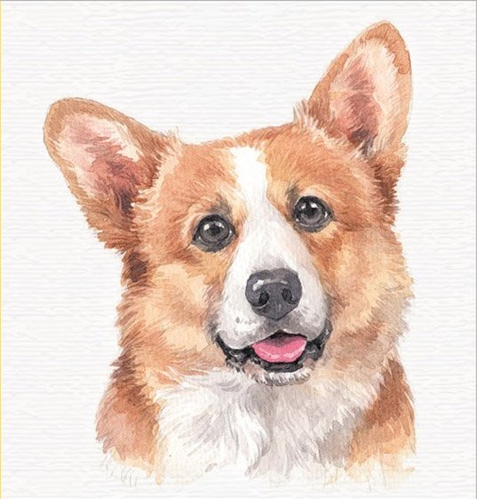 

Скетчбук Bourgeois 64 листа, 10х10 см, Corgi - Корги , 6974 (19371)