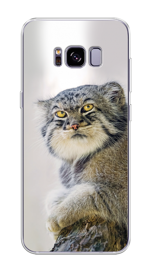 

Чехол на Samsung Galaxy S8 Plus "Кот манул 1", Серый;белый;желтый, 24850-1