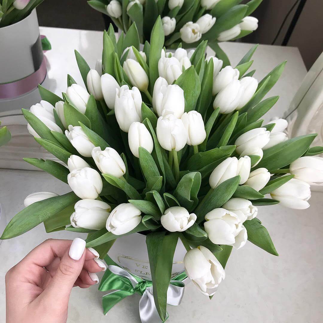 

Цветы в коробке Venus in Fleurs Белые тюльпаны в коробке - 51 шт 811642, Белые тюльпаны в коробке - 51 шт