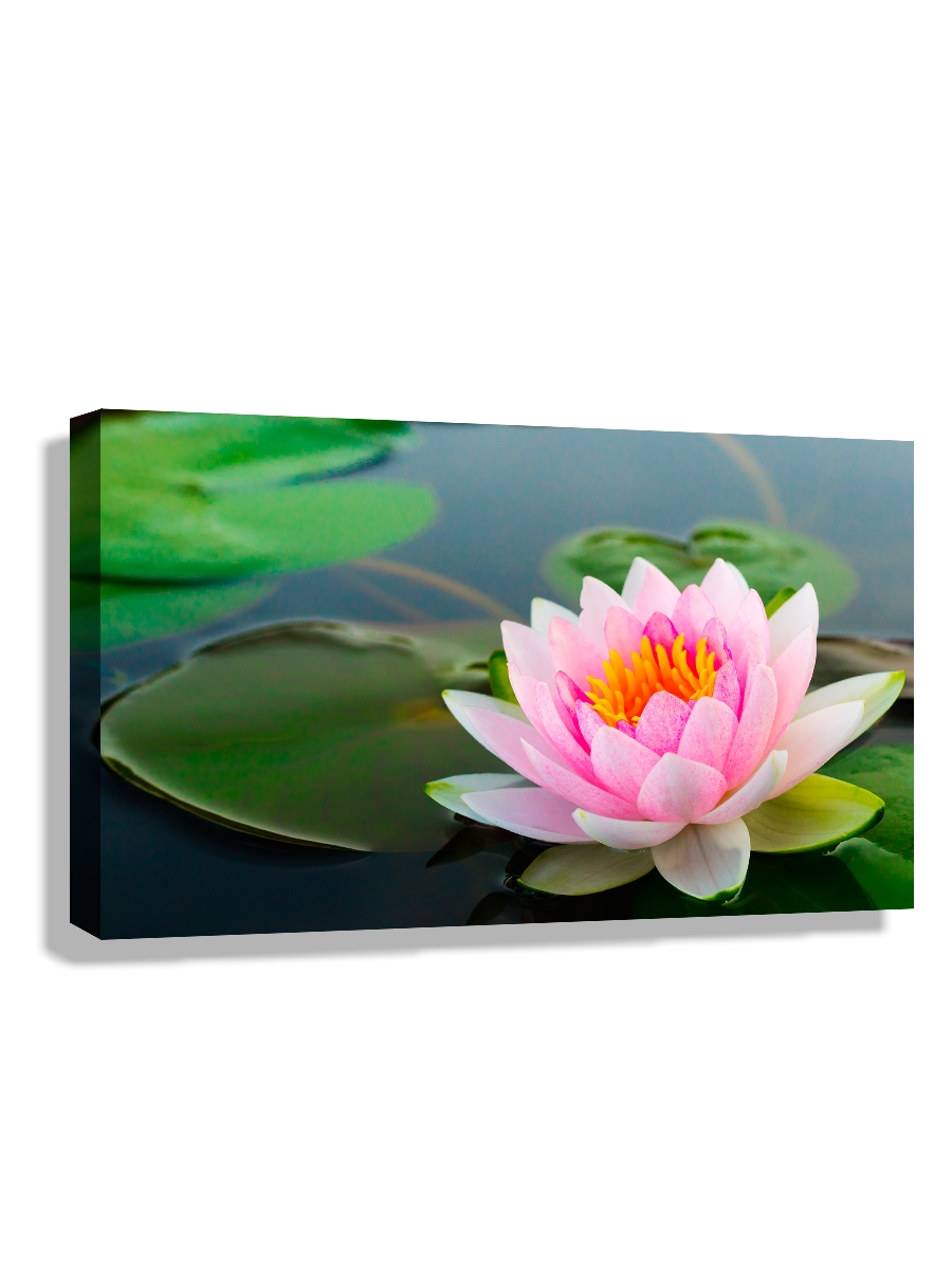 

Картина DRABS Красивая розовая лилия в пруду