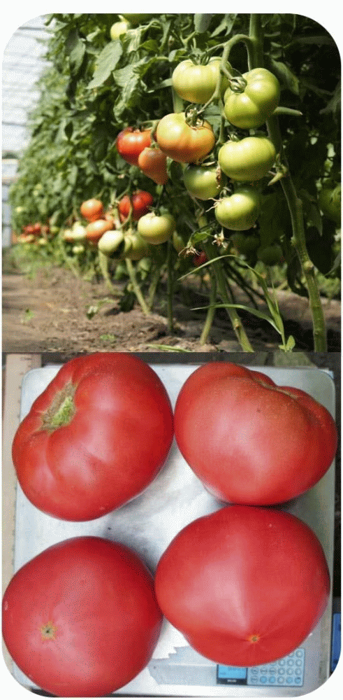 Семена томат Планета Садовод Пинк мэджик 1 уп.