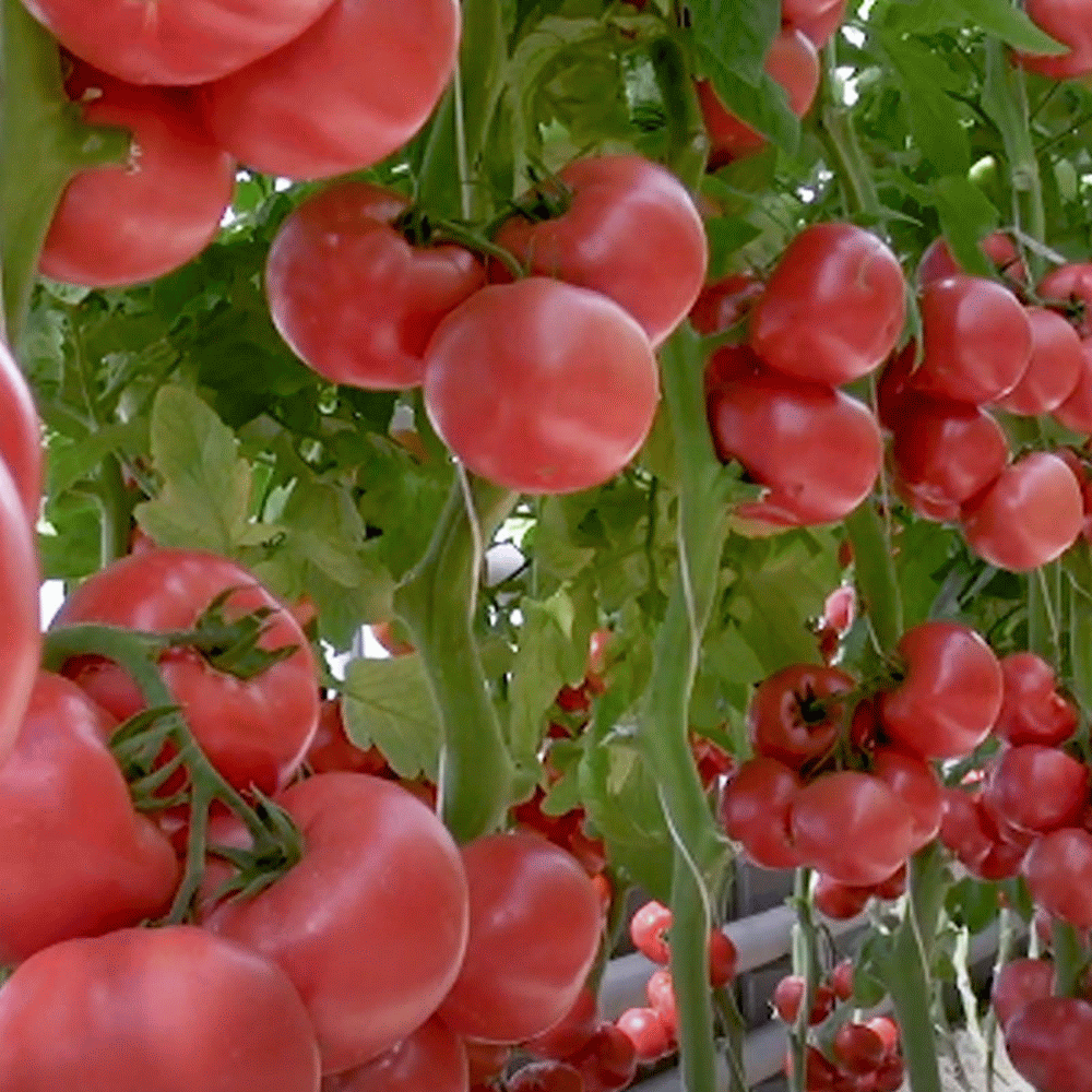 Семена томат Планета Садовод Пинк гарант 1 уп.