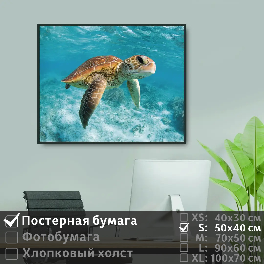 

Постер на стену ПолиЦентр Черепаха под водой в океане 50х40 см, ЧерепахаПодВодойВОкеане